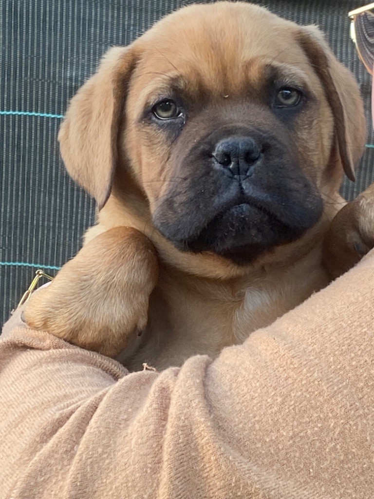 Du Charme Berronais - Chiot disponible  - Dogue de Bordeaux