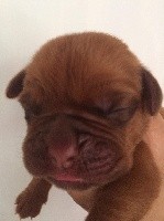 Du Charme Berronais - Dogue de Bordeaux - Portée née le 04/10/2018