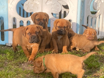 Du Charme Berronais - Dogue de Bordeaux - Portée née le 16/02/2024