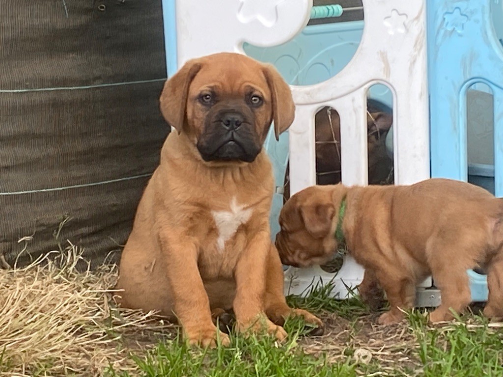 Du Charme Berronais - Chiot disponible  - Dogue de Bordeaux