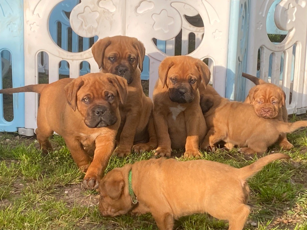 chiot Dogue de Bordeaux Du Charme Berronais