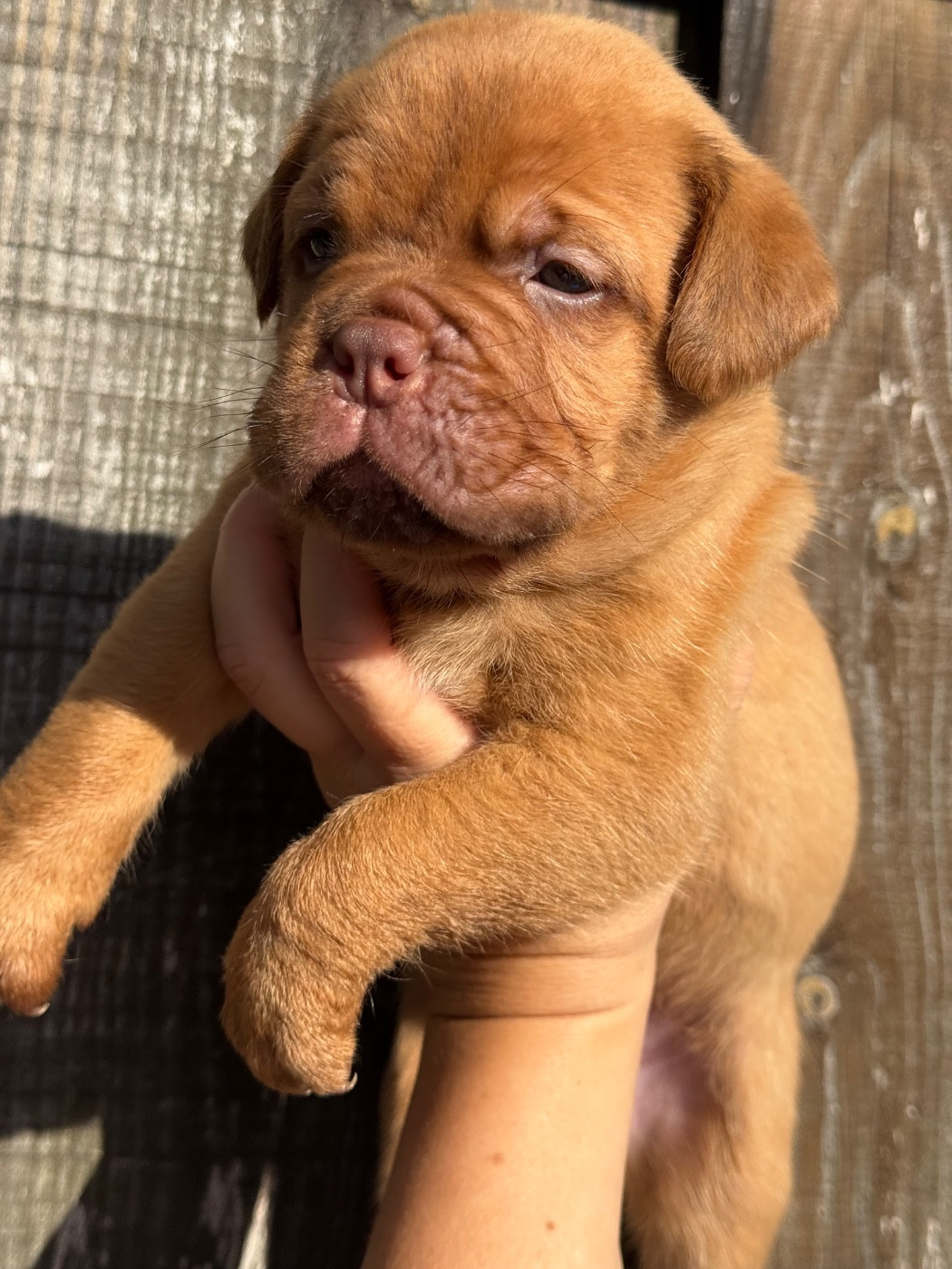 Du Charme Berronais - Chiots disponibles - Dogue de Bordeaux