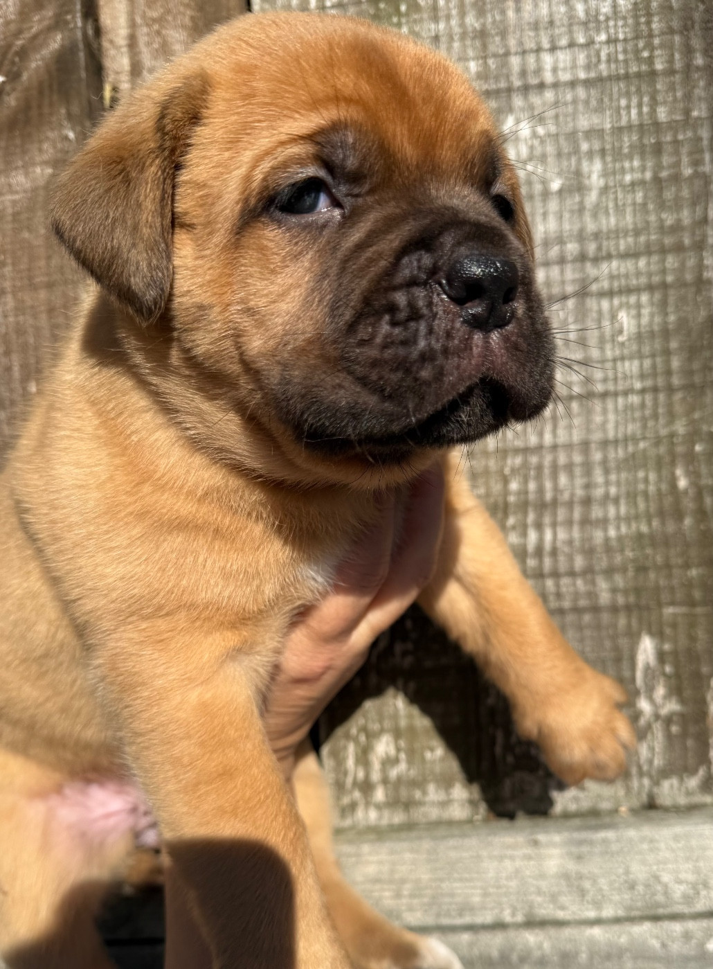 Du Charme Berronais - Chiots disponibles - Dogue de Bordeaux