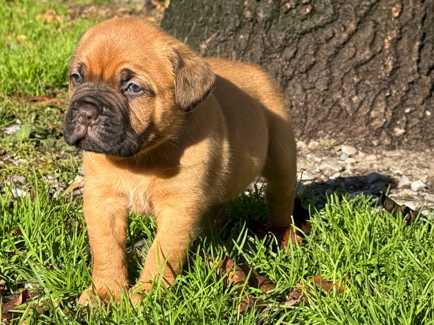 Du Charme Berronais - Chiots disponibles - Dogue de Bordeaux