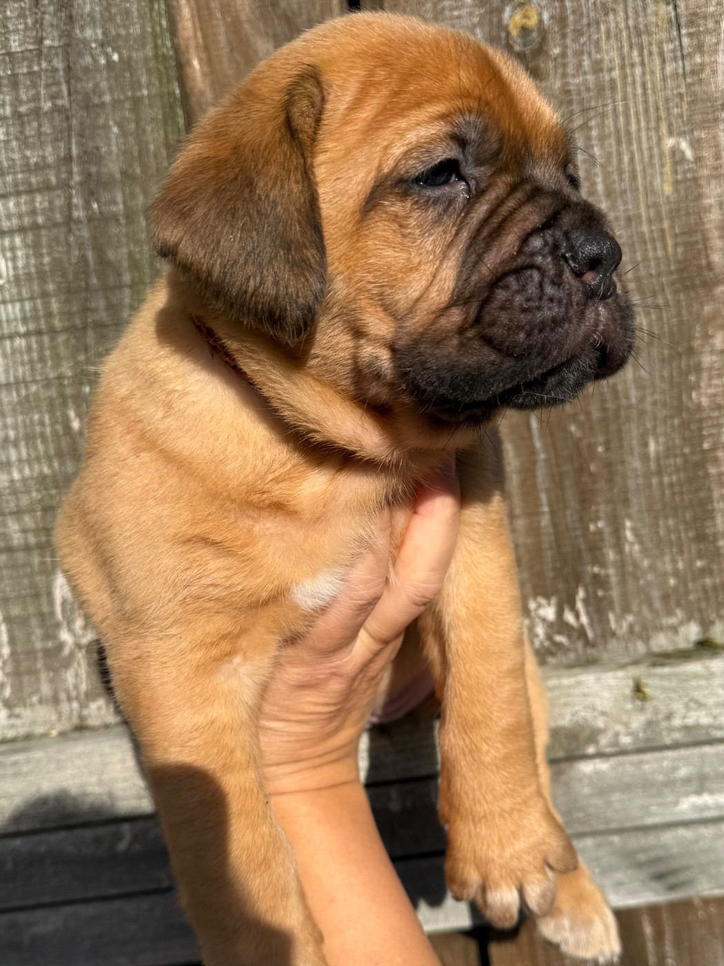 Du Charme Berronais - Chiots disponibles - Dogue de Bordeaux