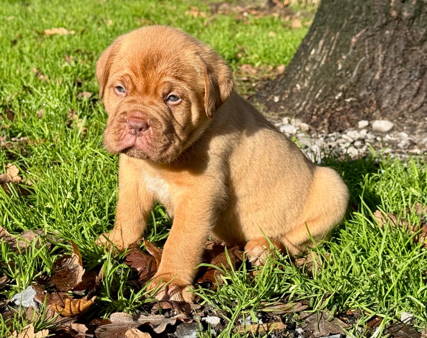 Du Charme Berronais - Chiots disponibles - Dogue de Bordeaux