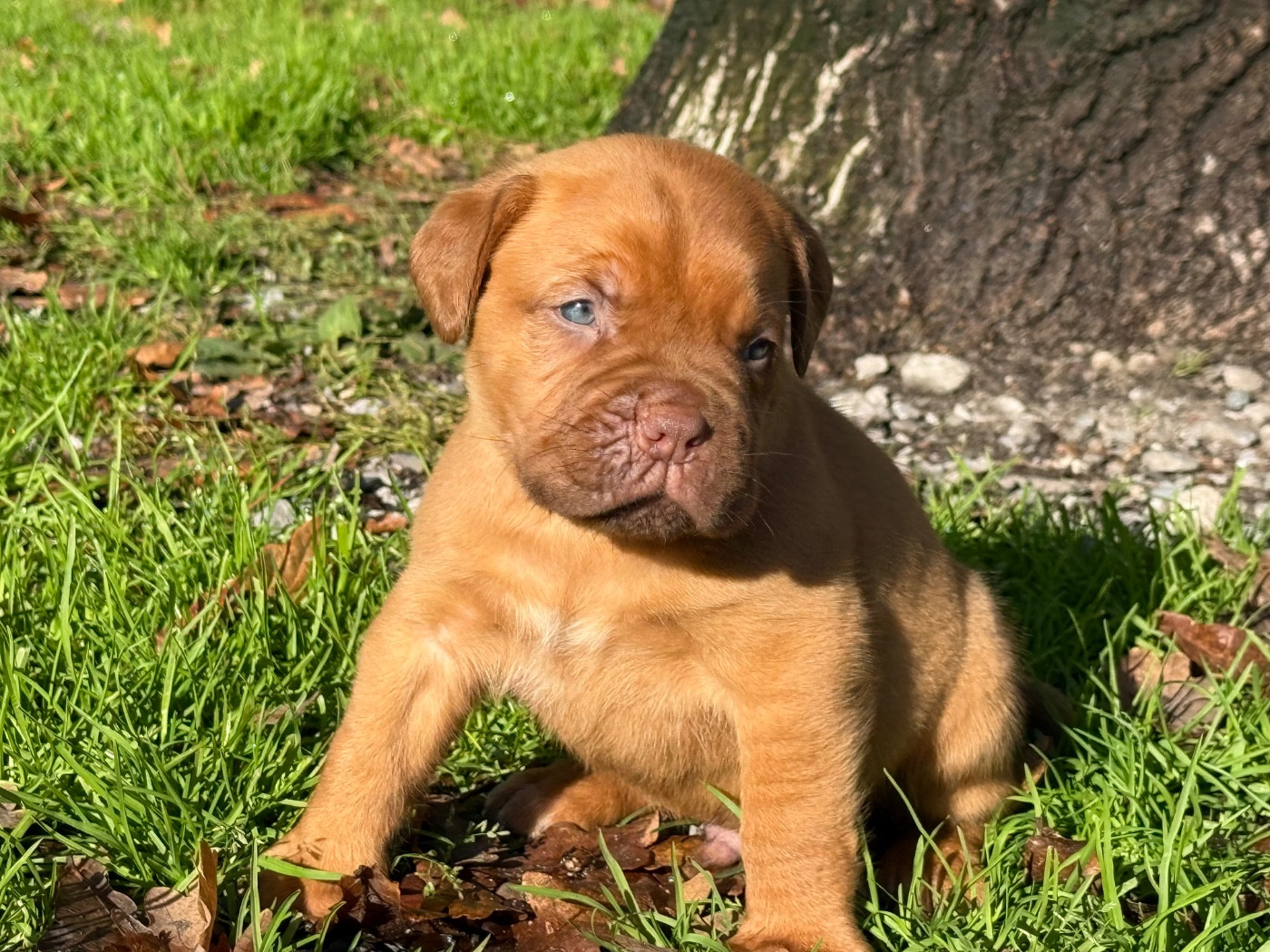 Du Charme Berronais - Chiots disponibles - Dogue de Bordeaux