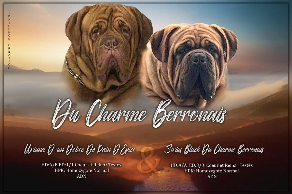 Chiot Dogue de Bordeaux Du Charme Berronais