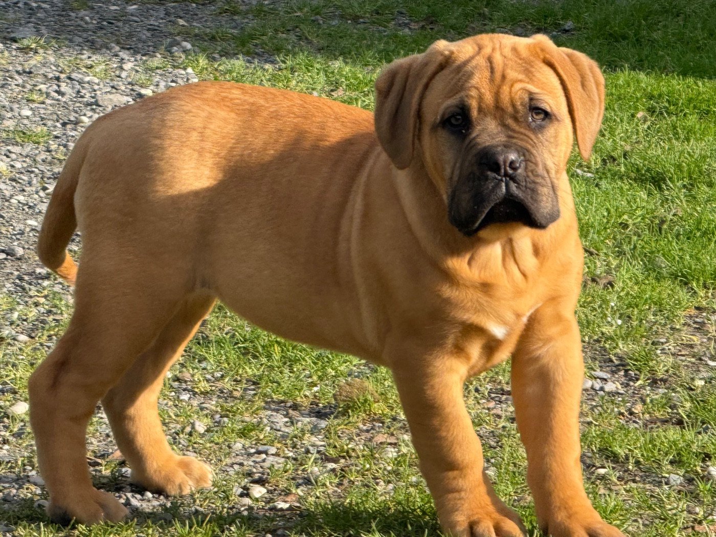 Du Charme Berronais - Chiots disponibles - Dogue de Bordeaux