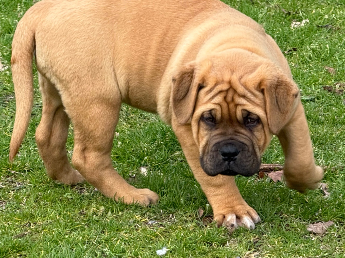 Du Charme Berronais - Chiots disponibles - Dogue de Bordeaux