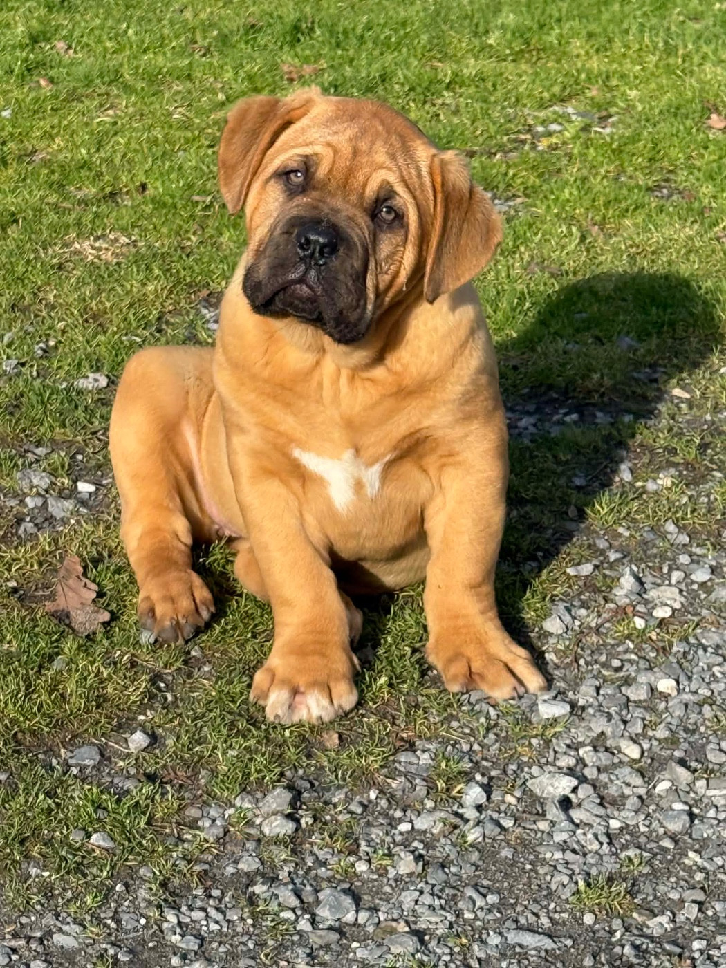 Chiot Dogue de Bordeaux Du Charme Berronais