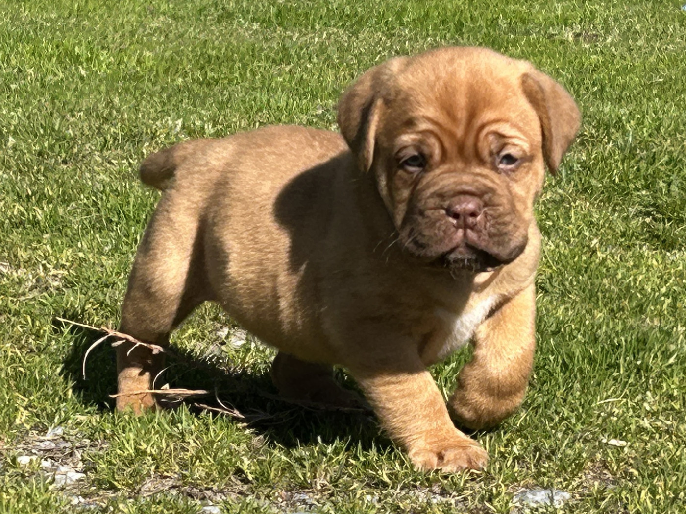 Chiot Dogue de Bordeaux Du Charme Berronais
