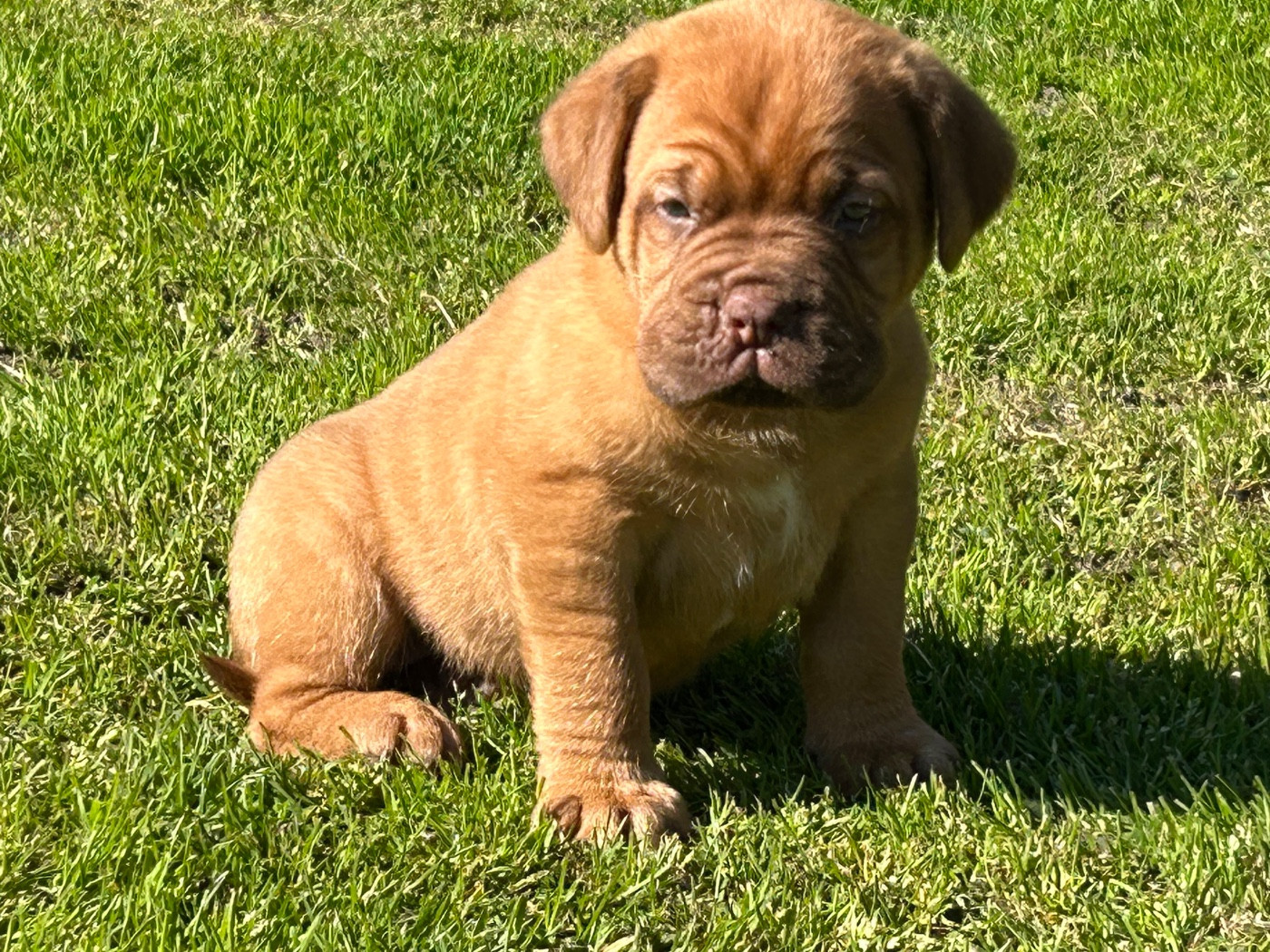 Du Charme Berronais - Chiots disponibles - Dogue de Bordeaux
