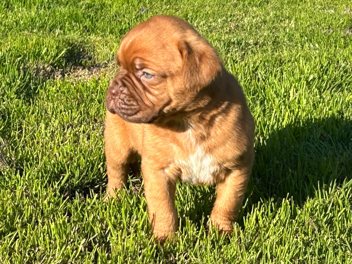 Du Charme Berronais - Chiots disponibles - Dogue de Bordeaux