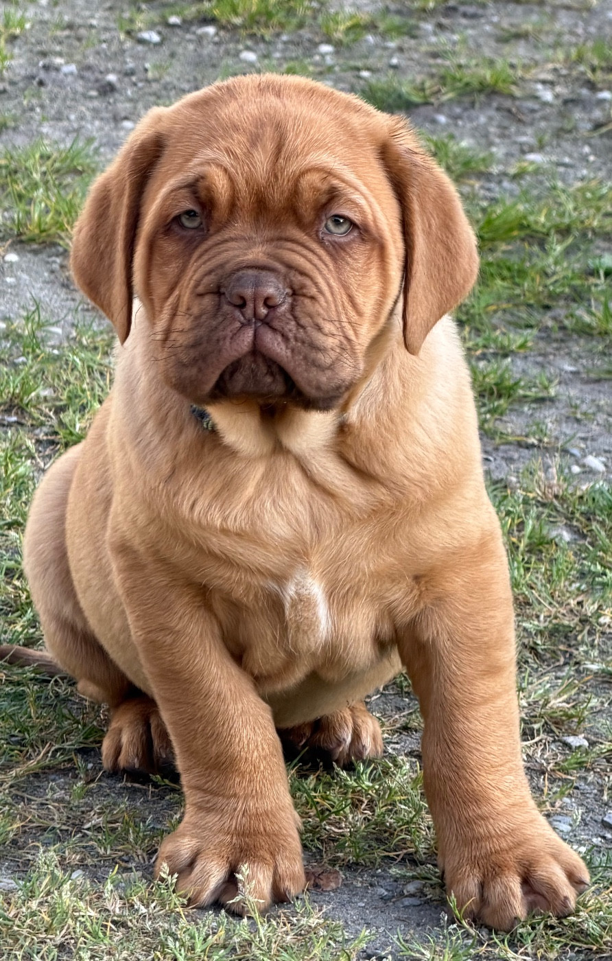Du Charme Berronais - Chiots disponibles - Dogue de Bordeaux