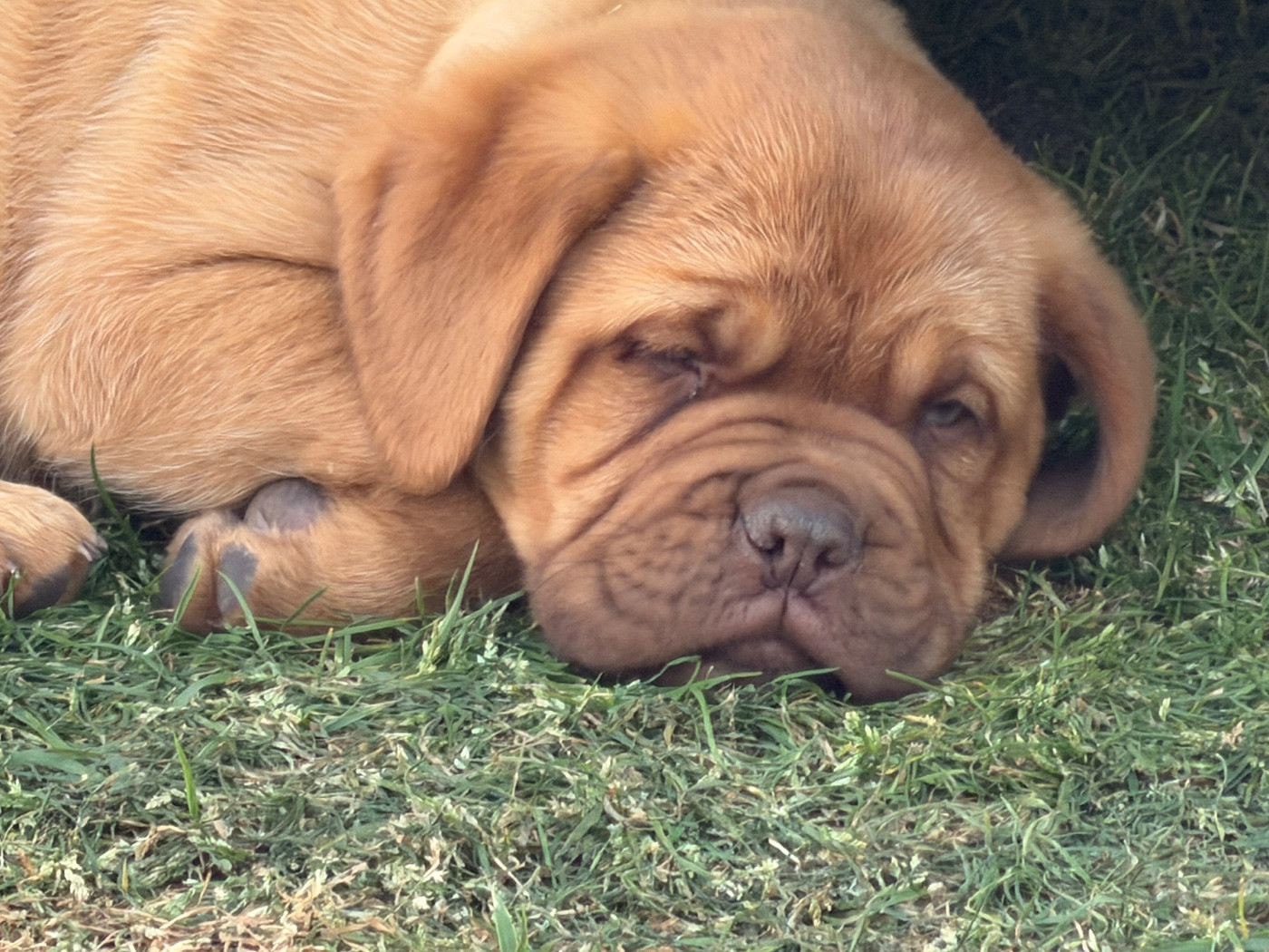 Du Charme Berronais - Chiots disponibles - Dogue de Bordeaux