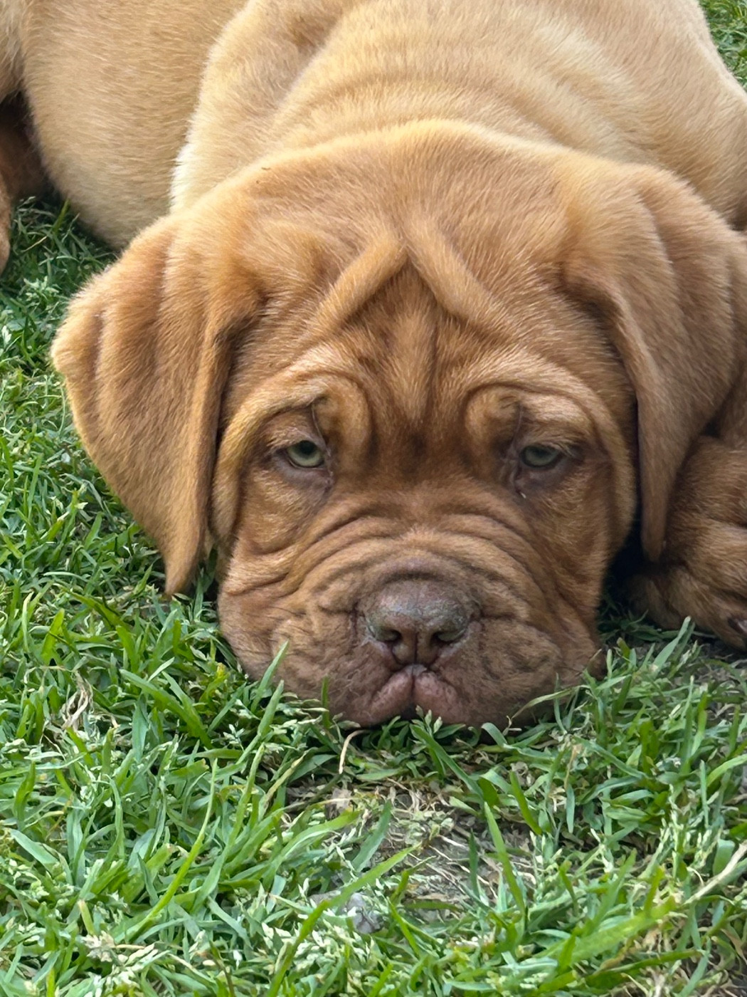 Du Charme Berronais - Chiots disponibles - Dogue de Bordeaux