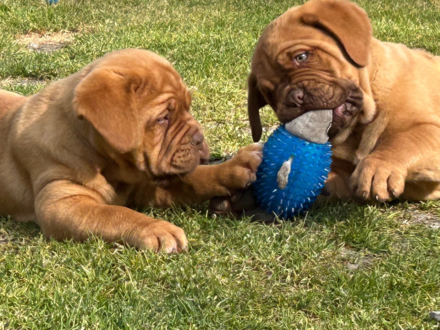 Du Charme Berronais - Dogue de Bordeaux - Portée née le 22/01/2026