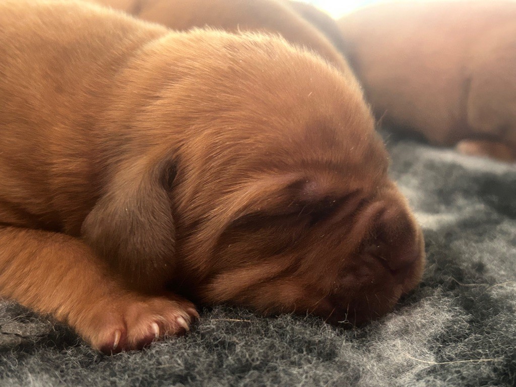 Du Charme Berronais - Chiots disponibles - Dogue de Bordeaux