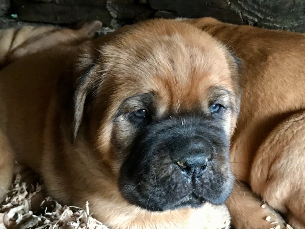 Du Charme Berronais - Dogue de Bordeaux - Portée née le 09/02/2021