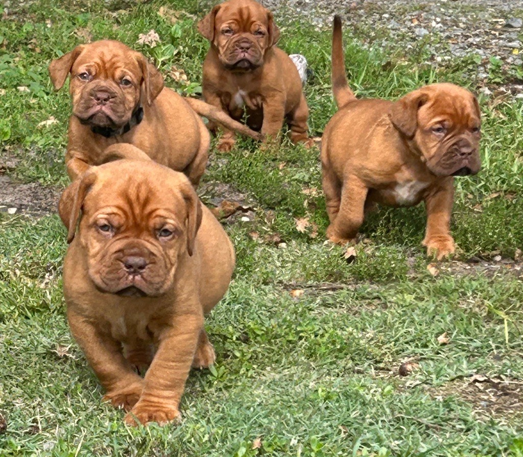 Du Charme Berronais - Dogue de Bordeaux - Portée née le 29/07/2025