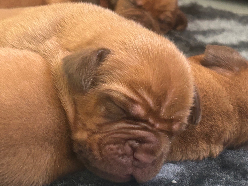Du Charme Berronais - Chiots disponibles - Dogue de Bordeaux