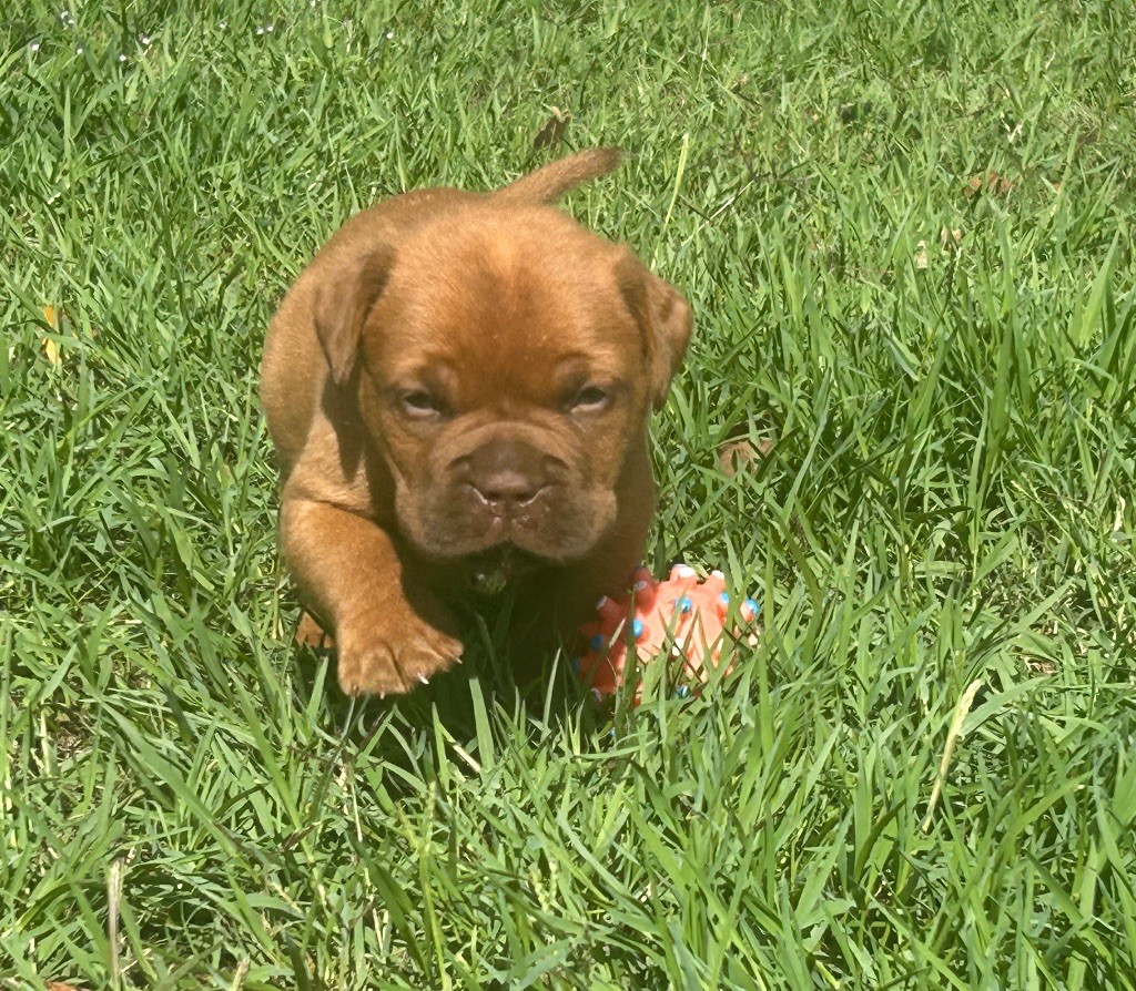 Du Charme Berronais - Chiots disponibles - Dogue de Bordeaux