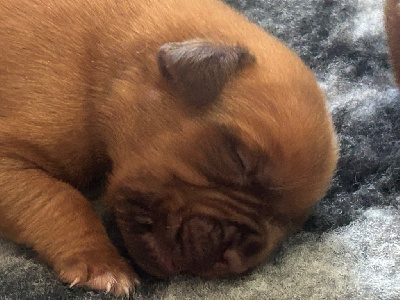 CHIOT 5