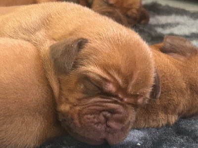 CHIOT 3