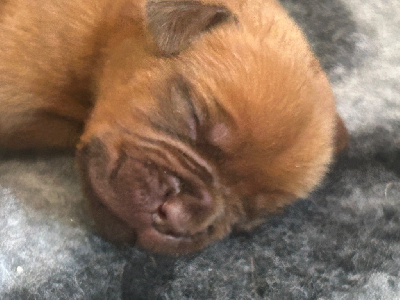CHIOT 1