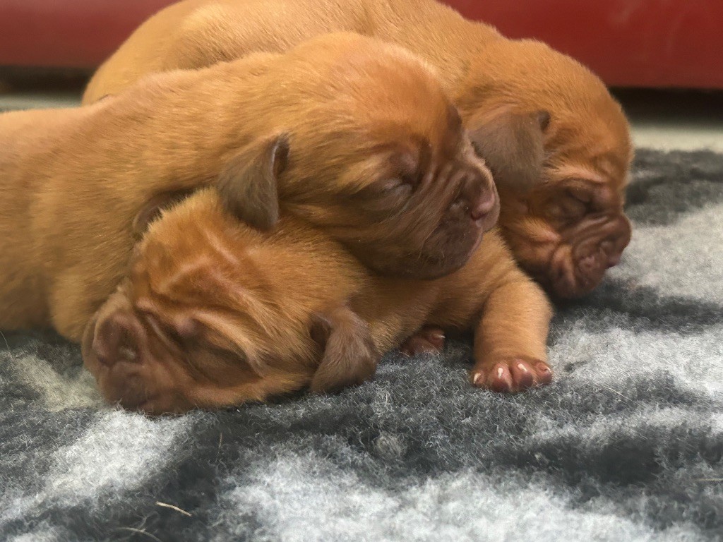 Du Charme Berronais - Dogue de Bordeaux - Portée née le 29/07/2025