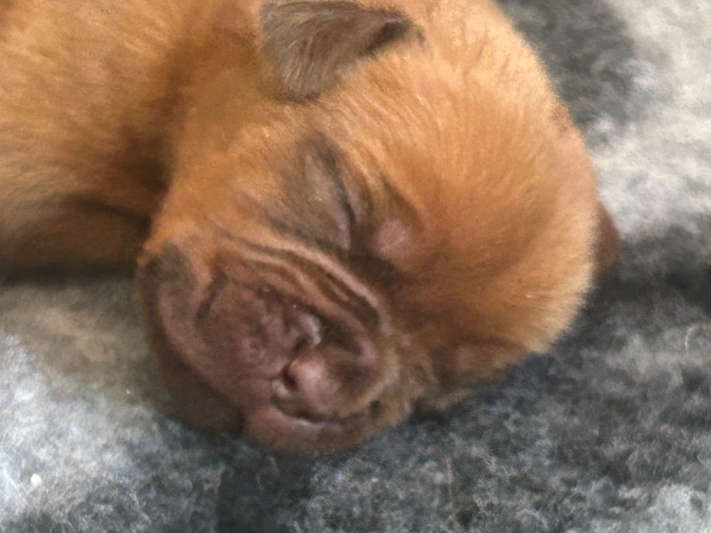 Du Charme Berronais - Chiots disponibles - Dogue de Bordeaux
